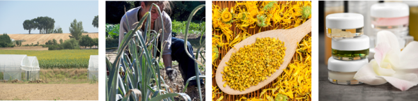 FriseSpagyria.png_145x600