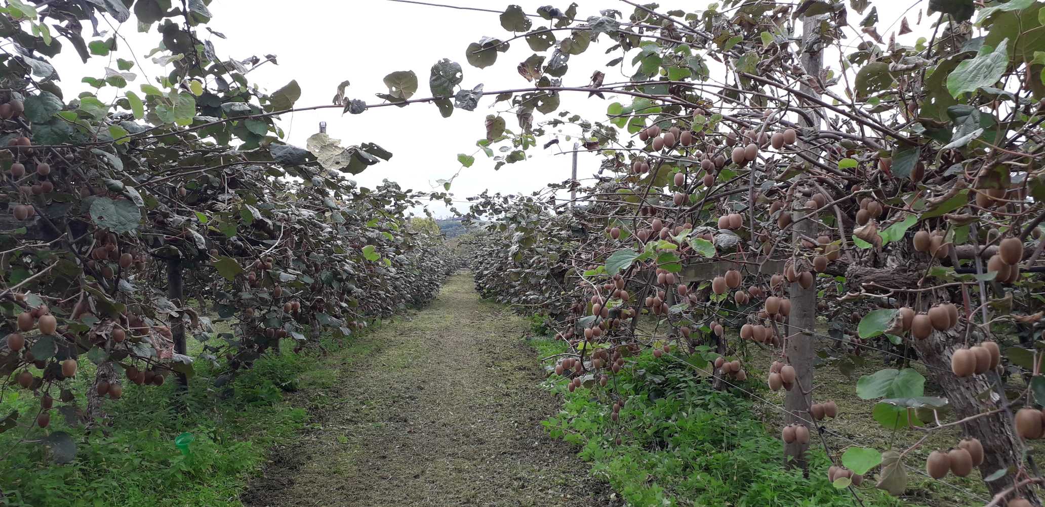 Cueillette de kiwis bio Cocagne Haute Garonne — free download